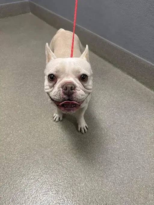 Honeycomb - French Bulldog