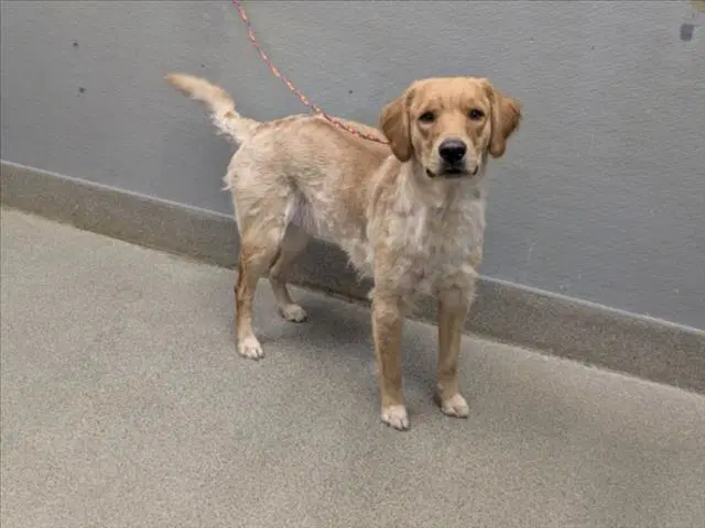 Benny - Golden Retriever