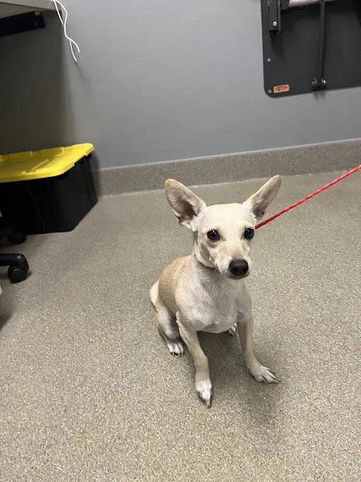 Candy - Chihuahua