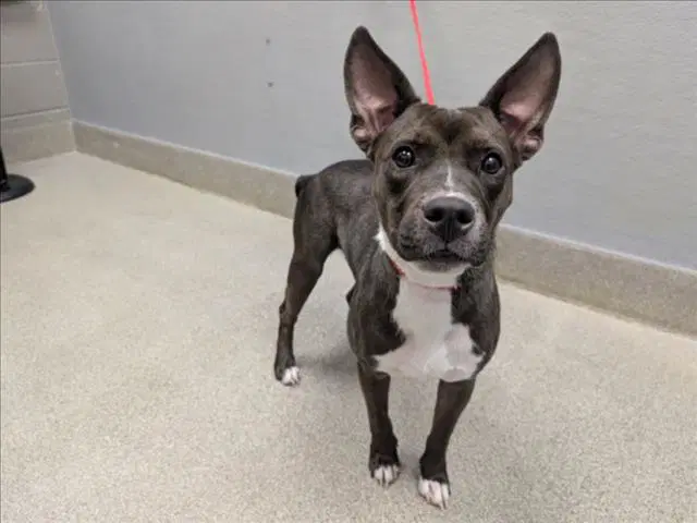 Sunshine - Pit Bull Terrier