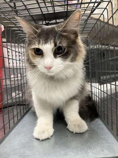 Audrey - Domestic Long Hair
