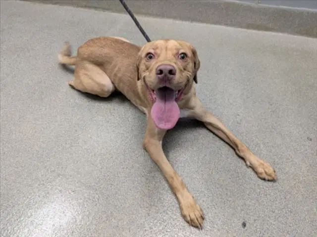 Scotch - Labrador Retriever