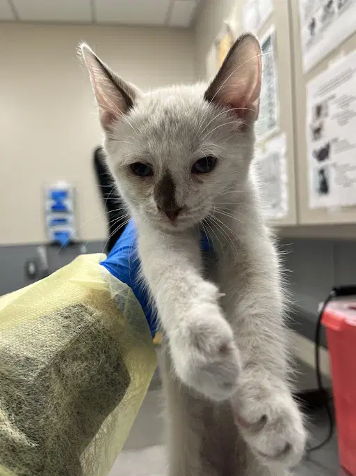 Boo - Domestic Short Hair