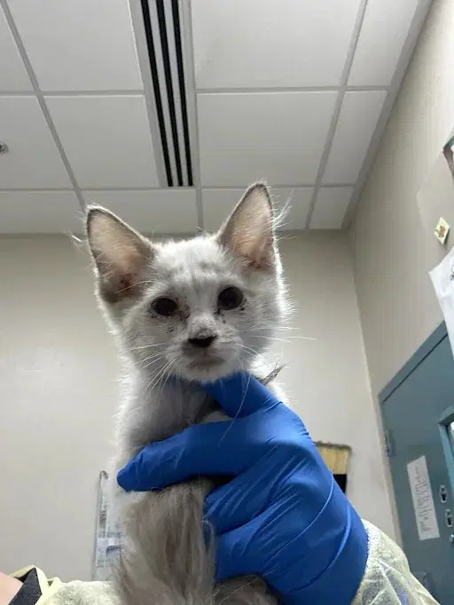 Panchita - Domestic Medium Hair
