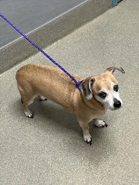 Droppy - Chihuahua