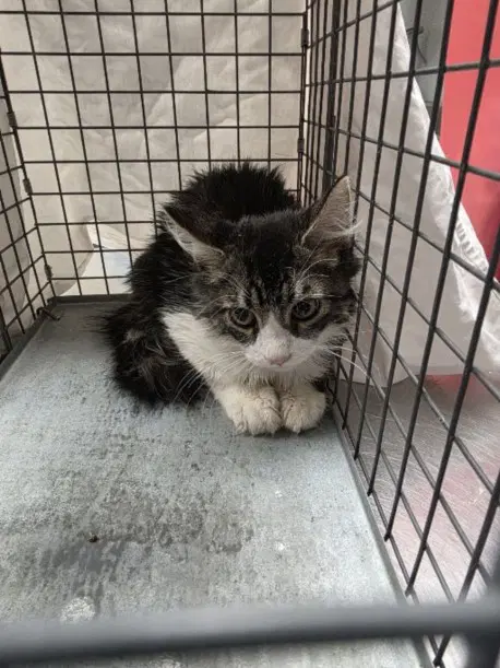 Tara - Domestic Short Hair