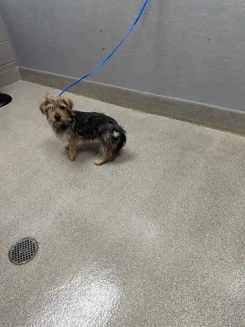 Ham - Terrier