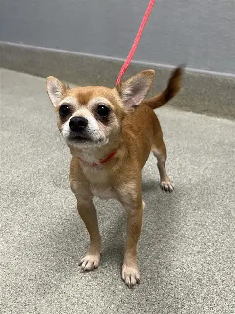 Portillo - Chihuahua