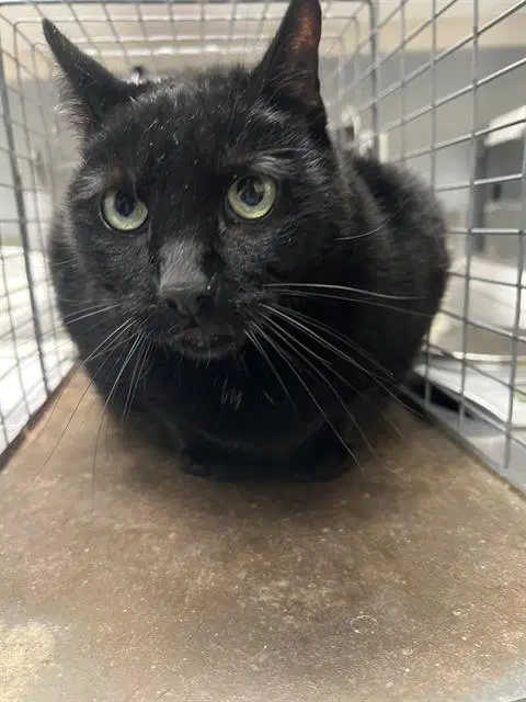 Bugs - Domestic Short Hair
