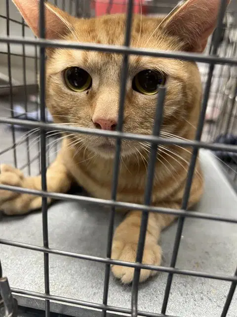 Logan - Domestic Short Hair