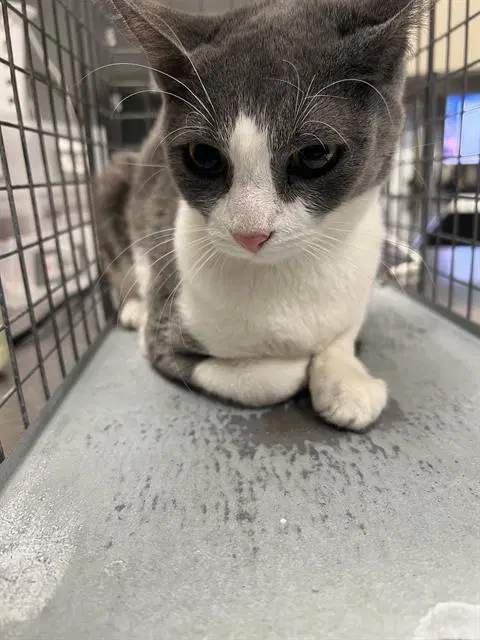 Harley - Domestic Short Hair