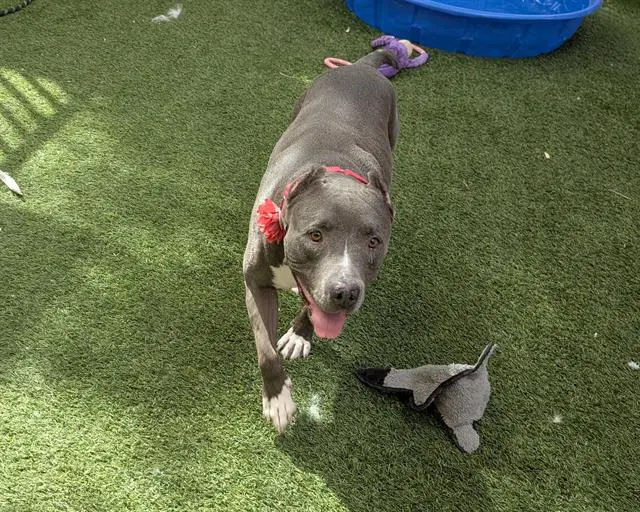 Phoebe - Pit Bull Terrier
