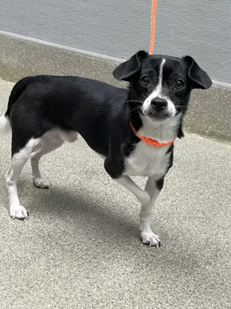 Bagel - Chihuahua