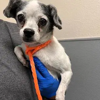 Breadstick - Chihuahua
