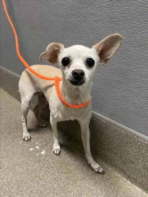 Crepe - Chihuahua