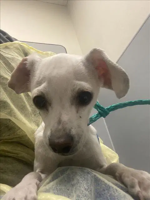 Toast - Chihuahua