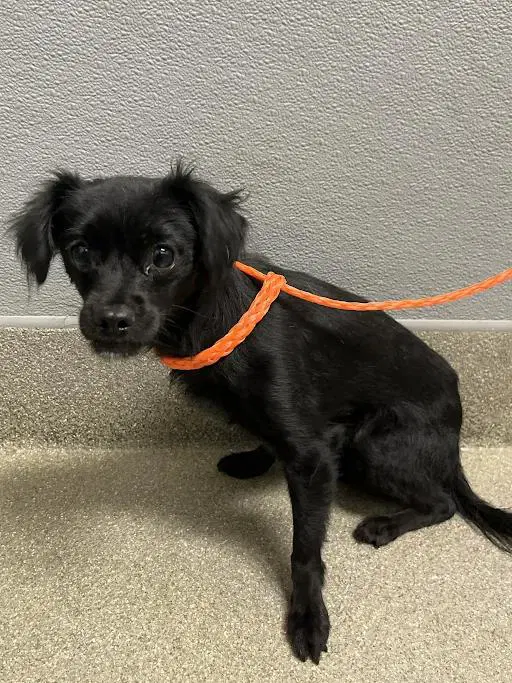 Biscuit - Chihuahua