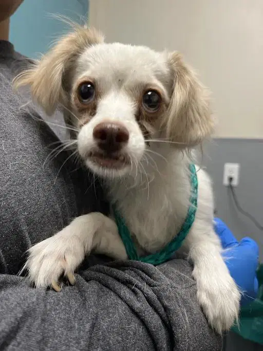 Ciabatta - Chihuahua