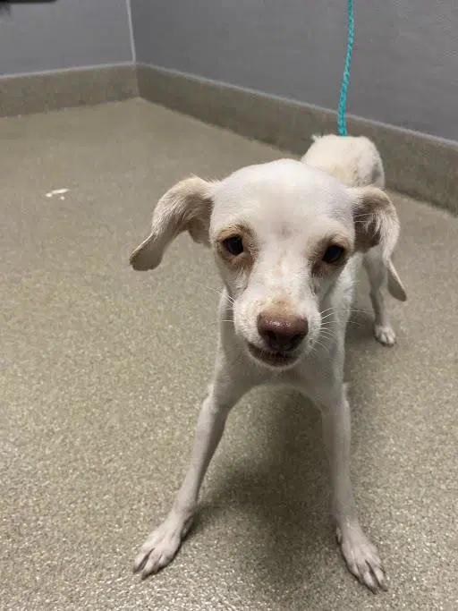 Crumpet - Chihuahua