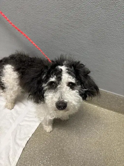 Moo Moo - Maltese