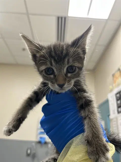 Cafe Con Leche - Domestic Short Hair