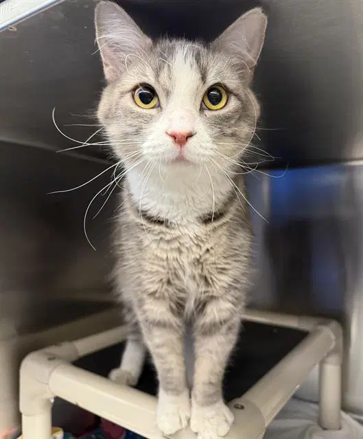 Ramona - Domestic Long Hair