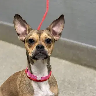 Yin - Boston Terrier