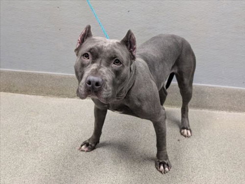 BELLA, a dog for adoption from The Animal Foundation - Las Vegas