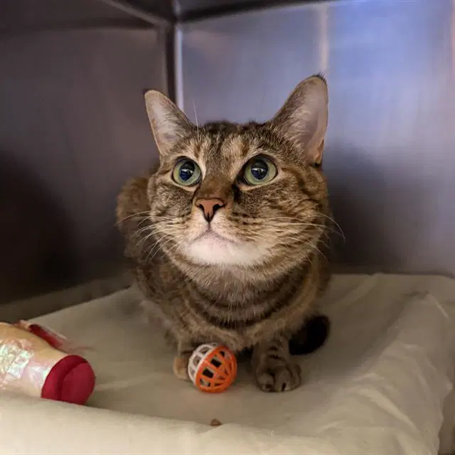 Luna - Domestic Short Hair