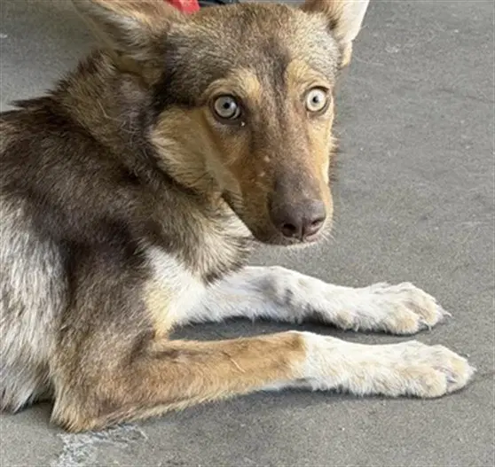 Wylie - Australian Shepherd