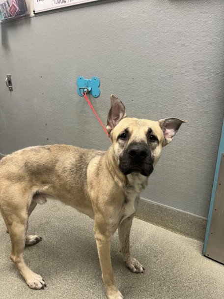 *SNOOP, a dog for adoption from The Animal Foundation - Las Vegas