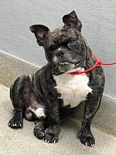 Brewferd - French Bulldog
