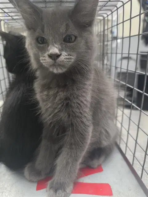 Mrgray - Domestic Short Hair