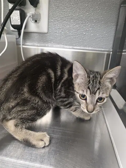 Lulu - Domestic Short Hair