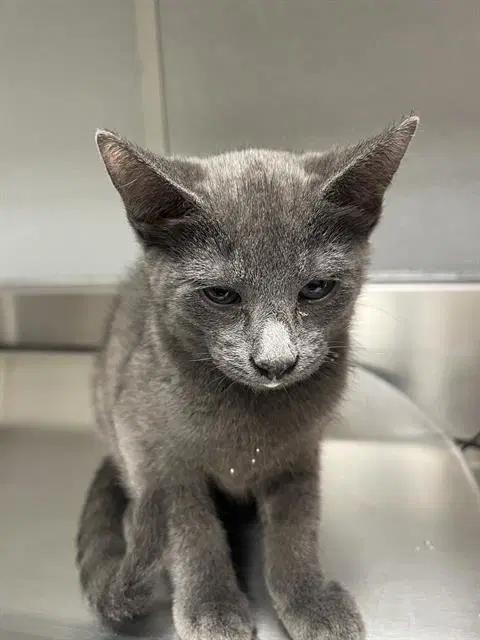 Cutie Pie - Domestic Short Hair