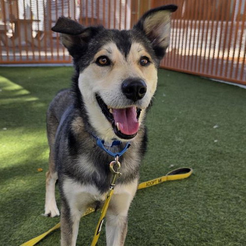 *BRUHMPS, a dog for adoption from The Animal Foundation - Las Vegas