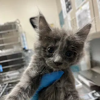 Tinbite - Domestic Medium Hair
