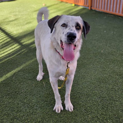 *LYSANDER, a dog for adoption from The Animal Foundation - Las Vegas