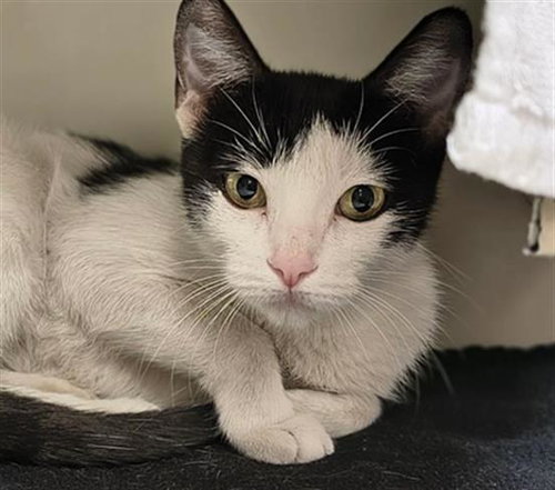 ALANI, a cat for adoption from The Animal Foundation - Las Vegas