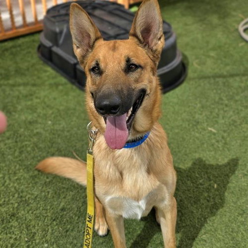 REX, a dog for adoption from The Animal Foundation - Las Vegas