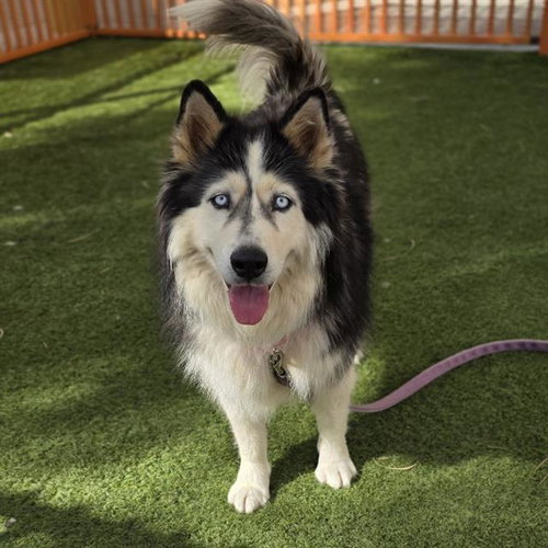 *DAISY MAE, a dog for adoption from The Animal Foundation - Las Vegas