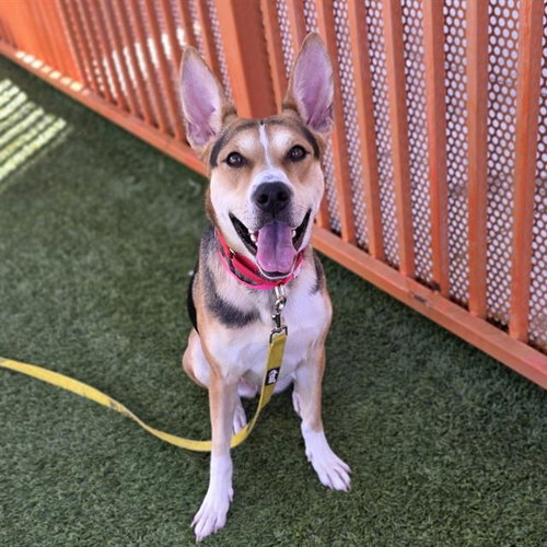 *CYNTHIA, a dog for adoption from The Animal Foundation - Las Vegas