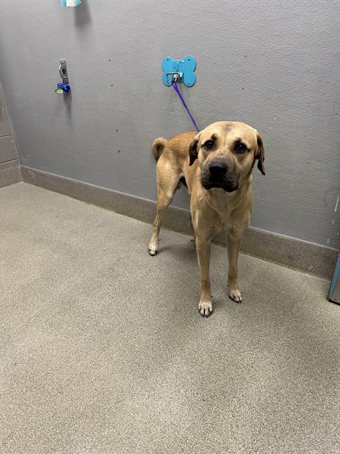 *RINGO, a dog for adoption from The Animal Foundation - Las Vegas