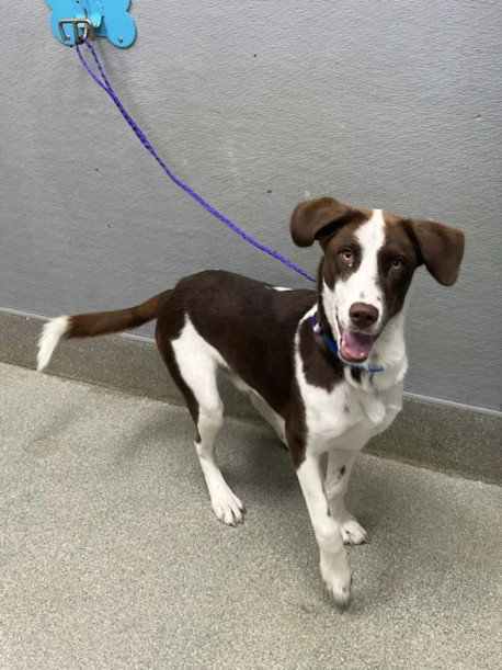 BABY J, a dog for adoption from The Animal Foundation - Las Vegas