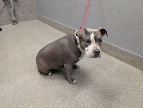 *MAGGIE MAE, a dog for adoption from The Animal Foundation - Las Vegas