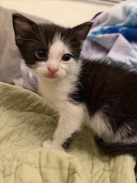 MISS PRINCESS, a cat for adoption from The Animal Foundation - Las Vegas