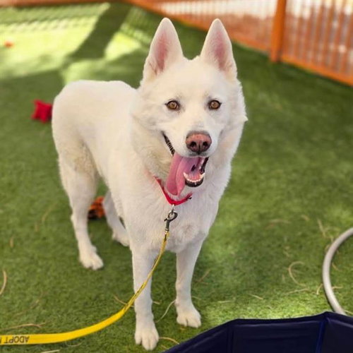 YANKEE, a dog for adoption from The Animal Foundation - Las Vegas