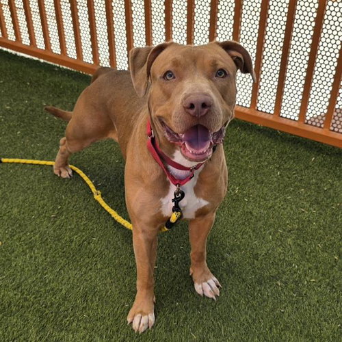 Finnegan, Pit Bull Terrier / Mixed (medium coat)
