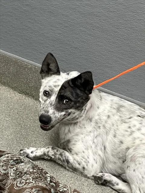 BLANCA, a dog for adoption from The Animal Foundation - Las Vegas