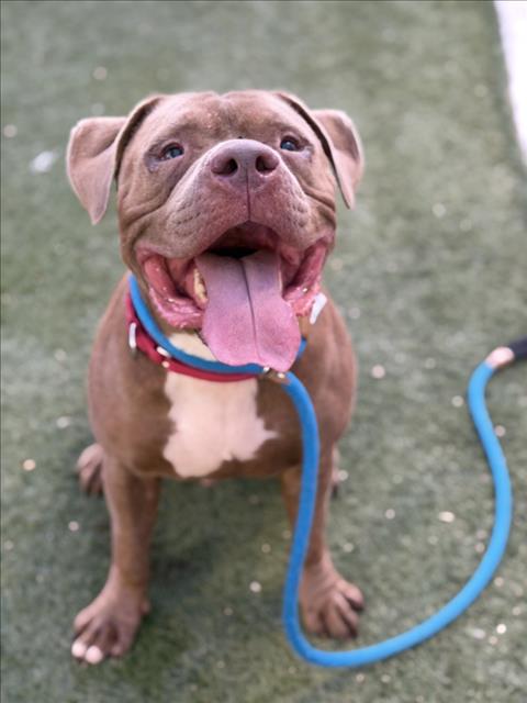 Mancho, Pit Bull Terrier / Mixed (medium coat)